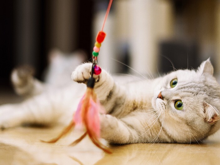 猫用おもちゃ